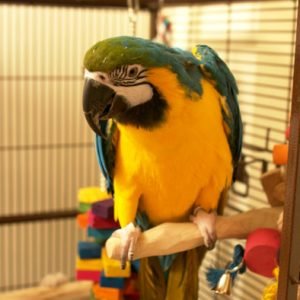 Blue-And-Gold Macaw