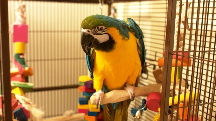 Blue-And-Gold Macaw