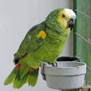 Blue Fronted Amazon