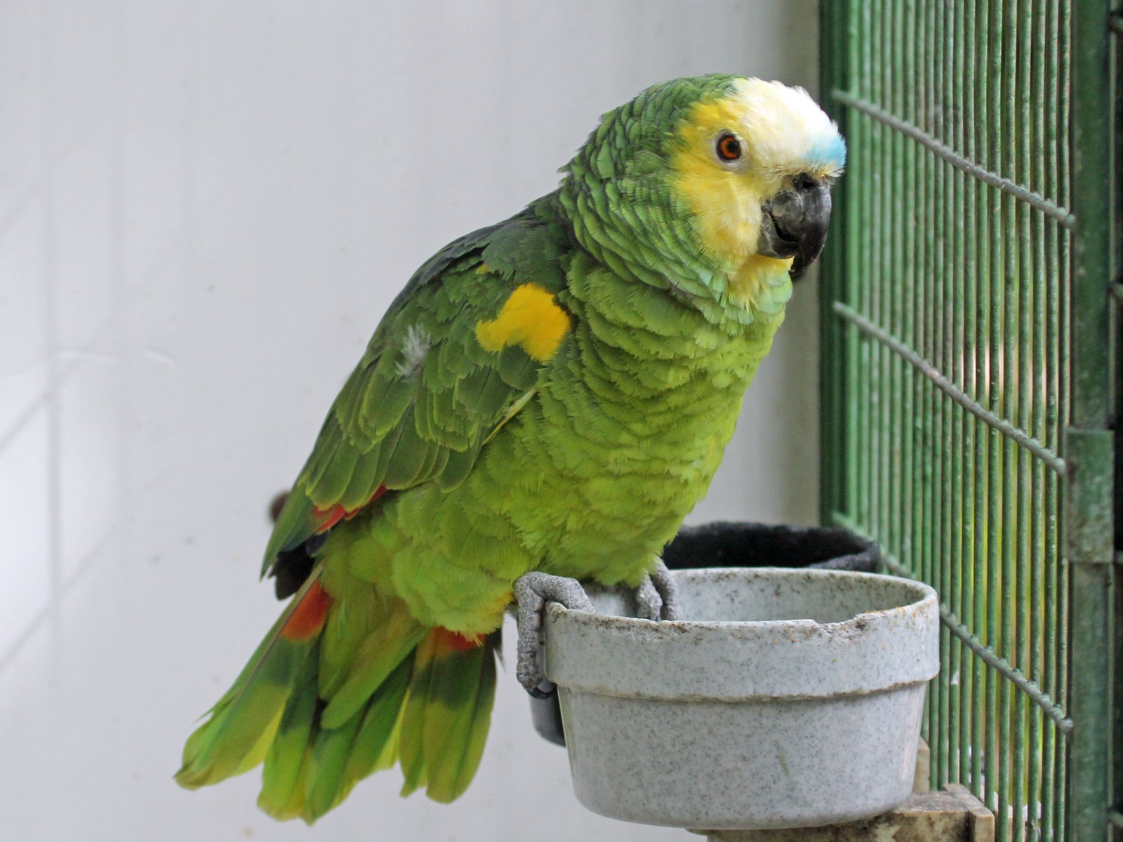 Blue Fronted Amazon