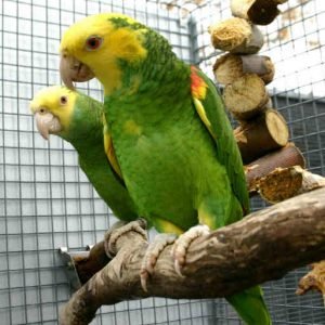 Double Yellow Headed Amazon