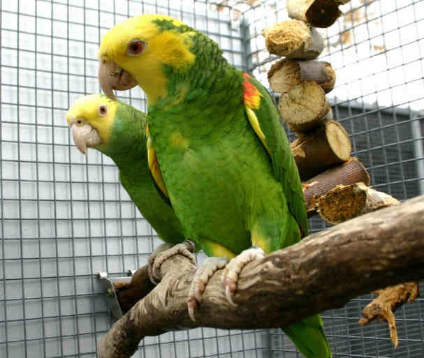 Double Yellow Headed Amazon