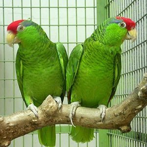 Green Cheeked Amazon