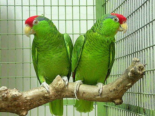 Green Cheeked Amazon