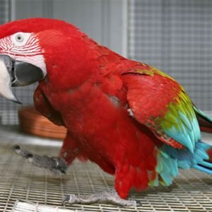Green Wing Macaw