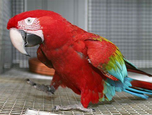 Green Wing Macaw