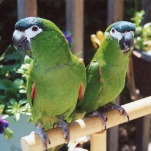 Hahn’s Macaws