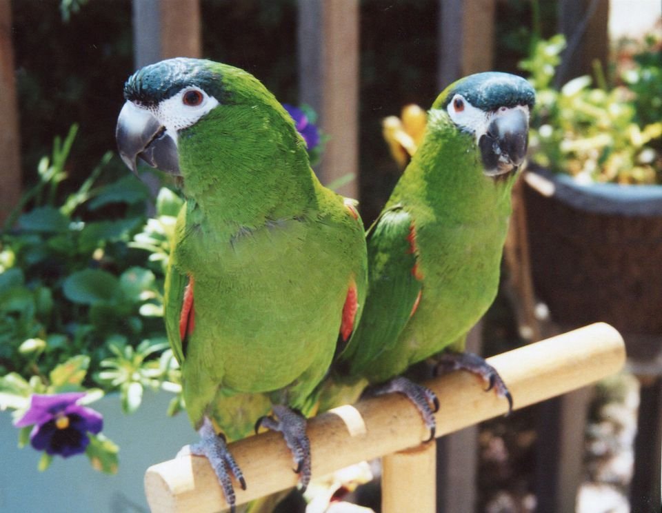 Hahn’s Macaws
