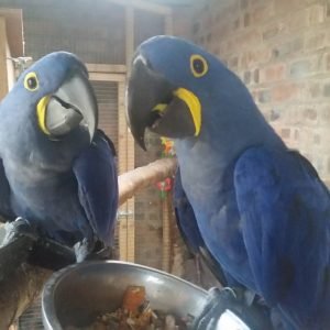 Hyacinth Macaw