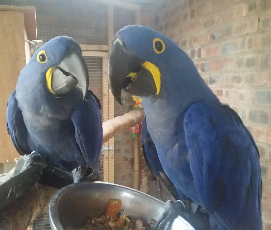Hyacinth Macaw