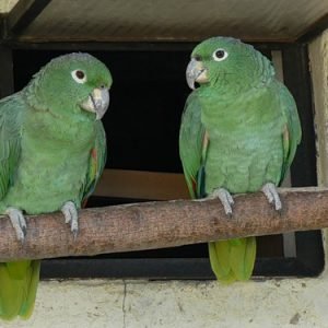 Mealy Amazon