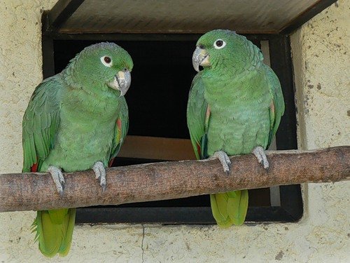 Mealy Amazon