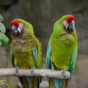 Military Macaw