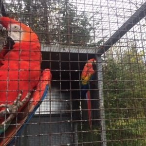 Scarlet Macaw