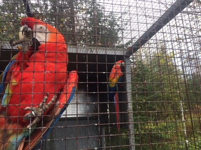 Scarlet Macaw