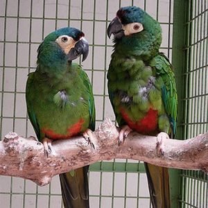 Severe Macaw