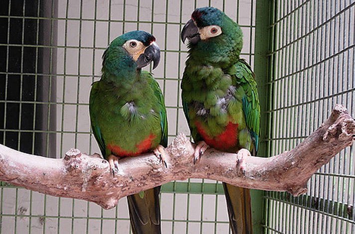 Severe Macaw