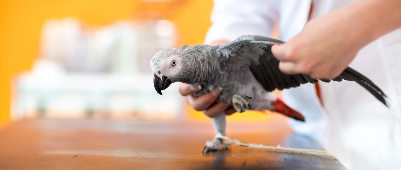 Examination and diagnosis of African gray parrot in vet infirmar