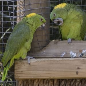 Yellow Naped Amazons