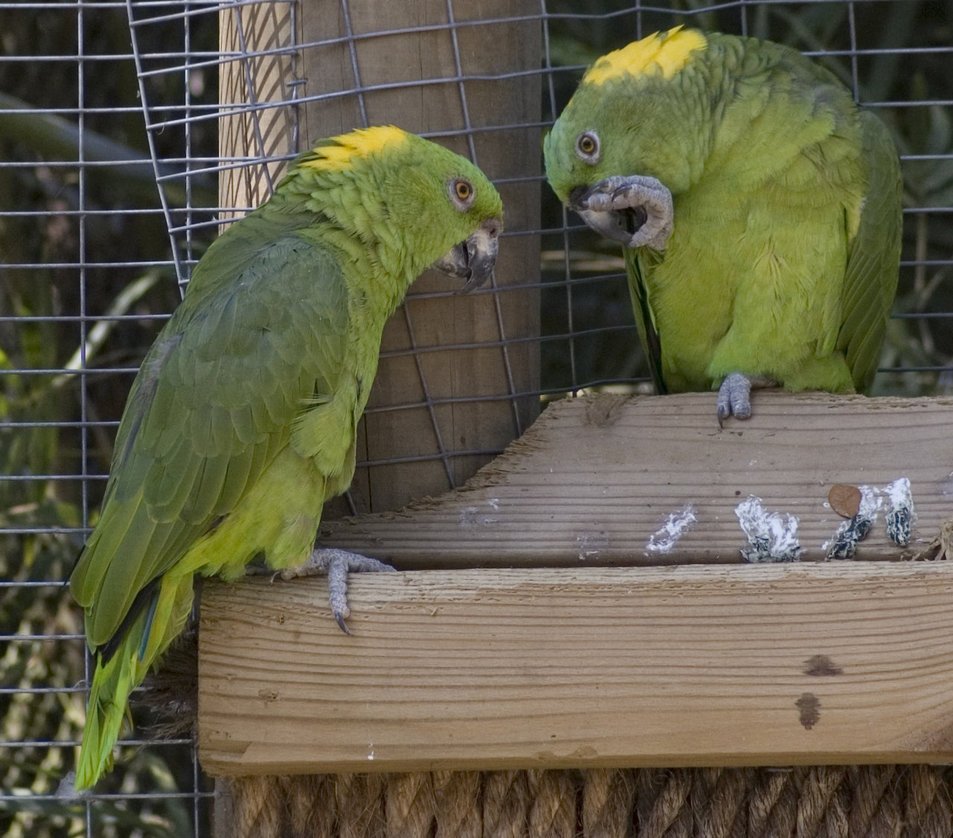 Yellow Naped Amazons