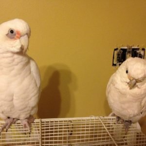 Bare-Eyed Cockatoo