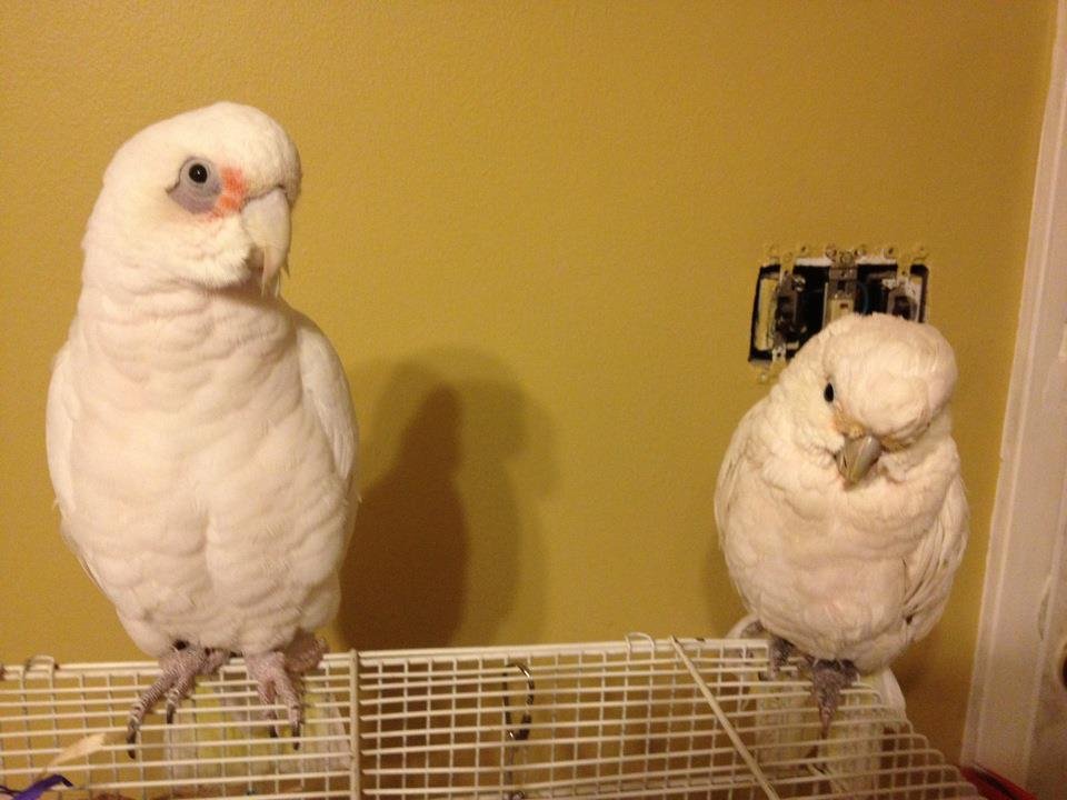 Bare-Eyed Cockatoo