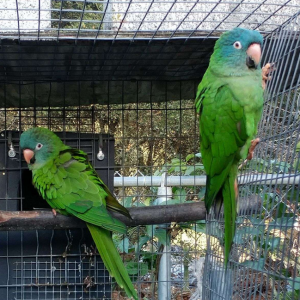 Blue-Crown Conures