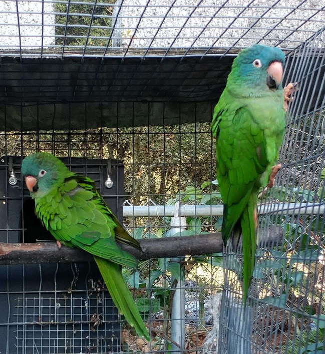 Blue-Crown Conures