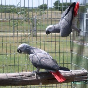 Congo African Grey