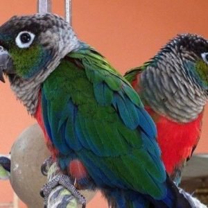 Crimson-Bellied Conures