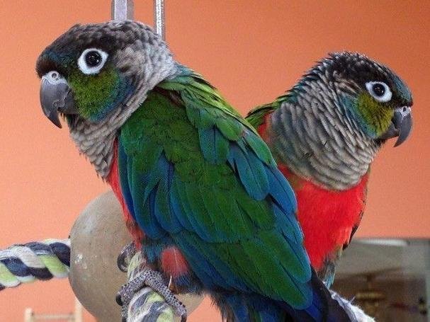 Crimson-Bellied Conures