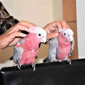 Galah (Rose Breasted) Cockatoo