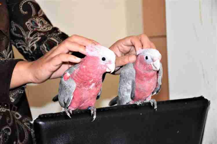 Galah (Rose Breasted) Cockatoo