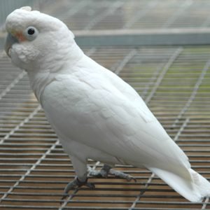 Goffin Cockatoo