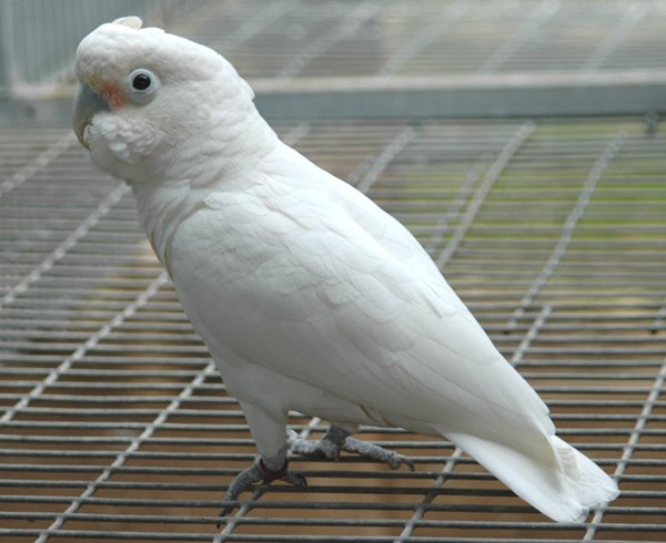Goffin Cockatoo