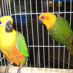 Jenday Conures