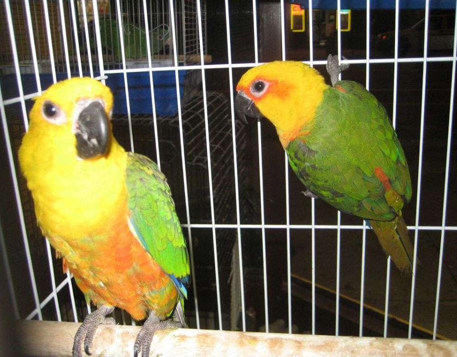 Jenday Conures