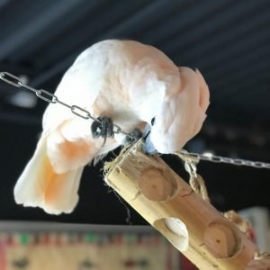 Moluccan Cockatoo