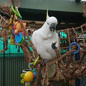 Sulphur Crested Cockatoo