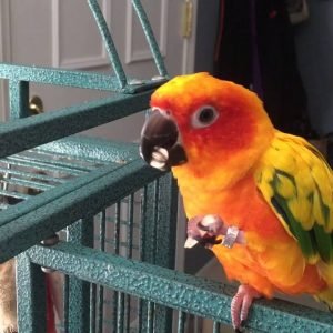 Sun Conure