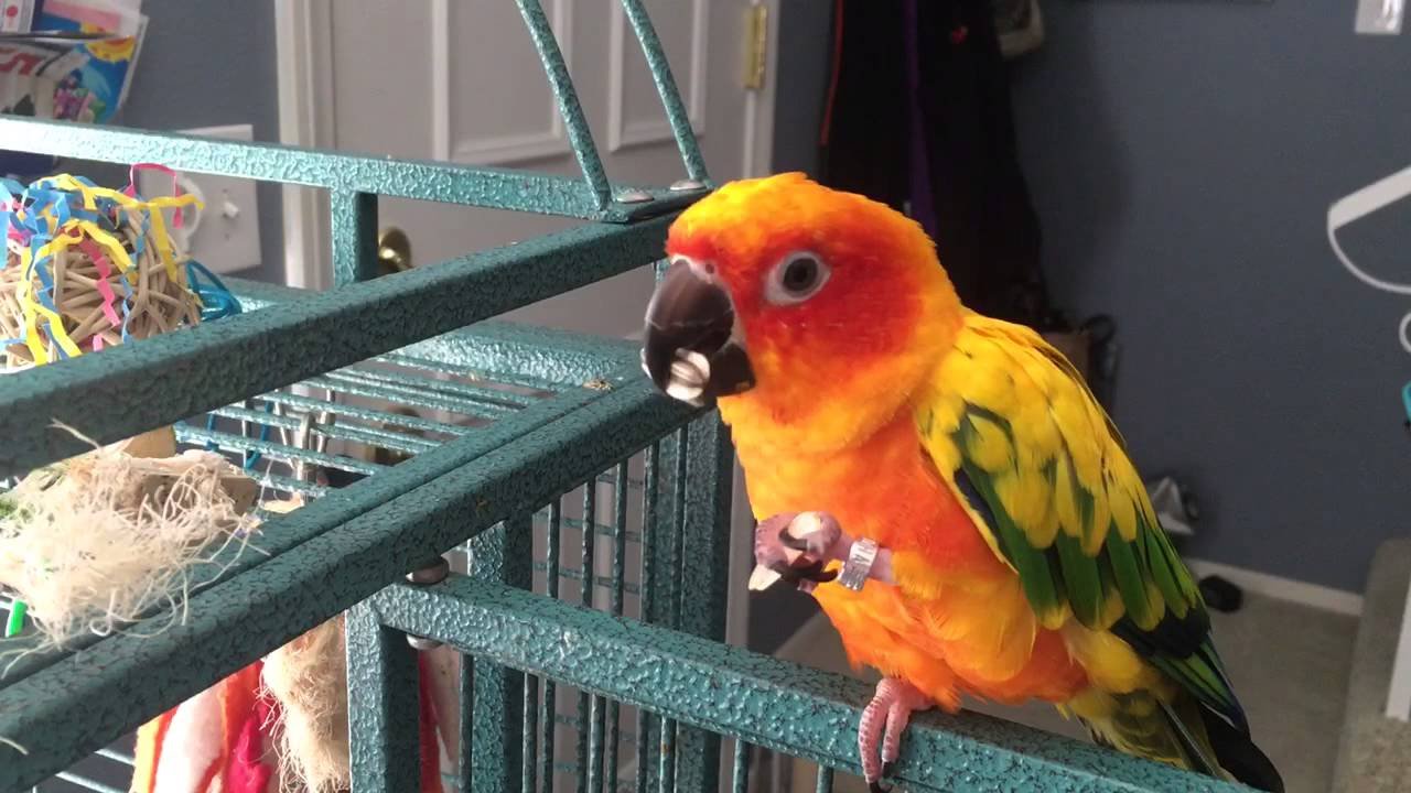 Sun Conure