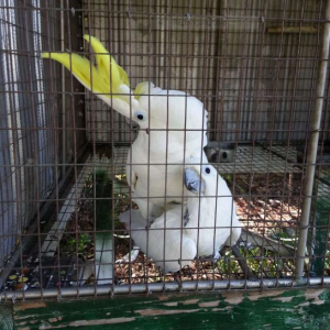 Triton Cockatoo