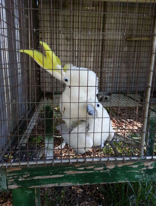 Triton Cockatoo