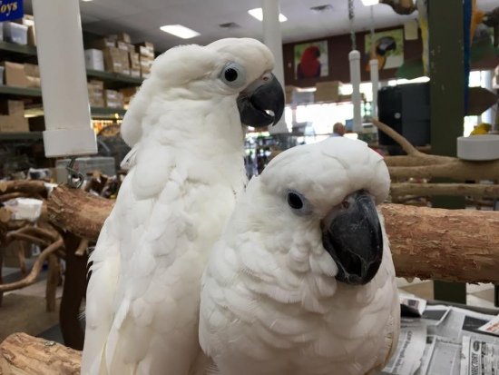 Umbrella Cockatoo